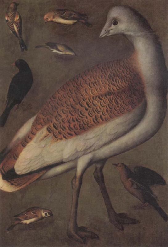Ludger tom Ring Great Bustard Cock oil painting image
